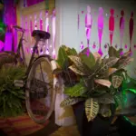 Vintage bicycle prop among croton plants with magenta lighting