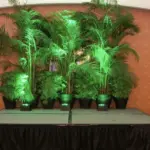 Potted palms uplit in green beside a skirted stage