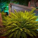 Large fern uplit in green against a rustic backdrop